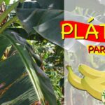 Platanera con hojas grandes y gráfica de plátanos junto a texto promocional, ¡Descubre los secretos para plantar cocos con éxito en tu jardín!