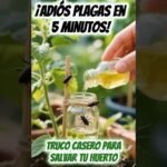 Descubre el secreto para mantener tus plantas sanas y libres de plagas y enfermedades ¡No te lo puedes perder!