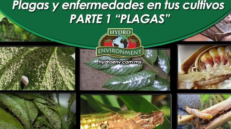 ¡Descubre cómo plantar Ornithogalum como un experto en jardinería!