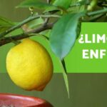 Limonero en maceta con un fruto amarillo colgando y hojas verdes, y un letrero verde que pregunta '¿Limonero enfermo?'; ¡Descubre los secretos para plantar Gloriosas y llenar tu jardín de belleza!