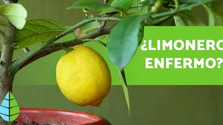 ¡Descubre los secretos para plantar Gloriosas y llenar tu jardín de belleza!