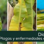 Fruto con perforaciones, oruga en tallo y hojas amarillentas mostrando daños por plagas, Descubre los Secretos para Plantar Mameys con Éxito.