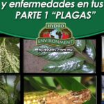 Descubre cómo plantar hierbabuenas en tu jardín con éxito, collage que muestra hojas infestadas por plagas, residuos polvorientos y daños en tallos y mazorcas.
