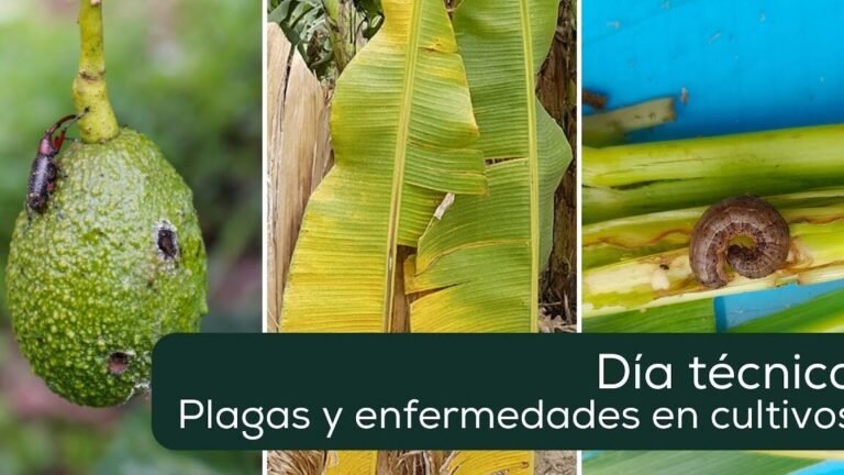 Guía práctica: Cultiva tus propias cúrcumas en casa, ¡fácil y rápido!