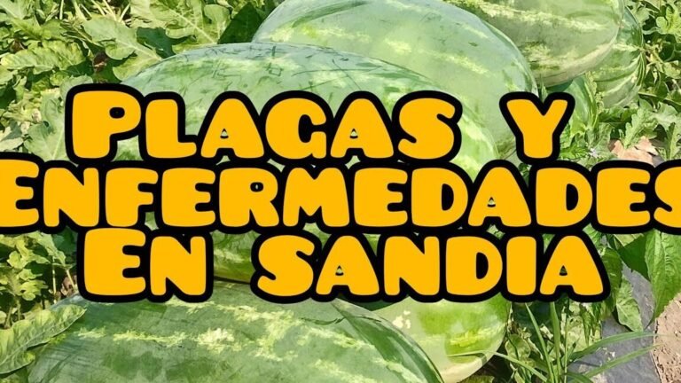 Guía completa: Cómo plantar lentejas con éxito en casa