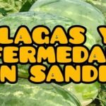 Plantar nemophilas y crear un jardín de ensueño