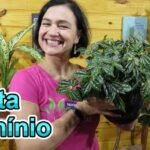 Descubre el secreto para cultivar la impresionante Pilea Cadierei en casa y sorprende a todos