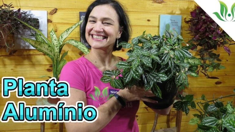 Descubre el secreto para cultivar la impresionante Pilea Cadierei en casa y sorprende a todos