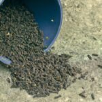 Usar semillas de Tártago para deshacerse de topos en el jardín