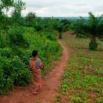 Planta árboles en tu campo: beneficia al medio ambiente
