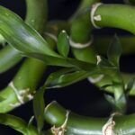 Planta bambú de la suerte en tierra fácilmente: ¡Consejos y trucos!