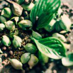¡Descubre los secretos de la planta de cardamomo verde!