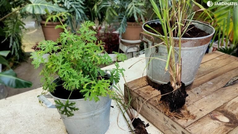 planta citronela
