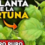 Descubre el secreto para cultivar una Pachira Aquatica que deslumbrará a todos en tu hogar
