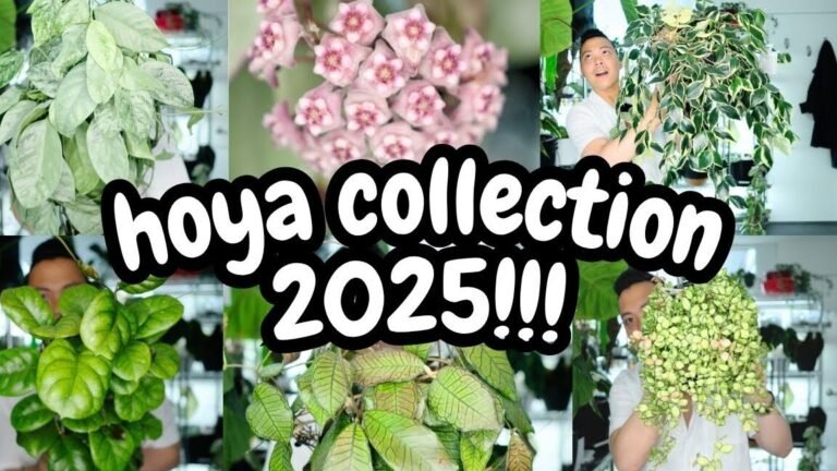 Descubre el secreto para hacer crecer la impresionante planta Hoya y conviértete en un experto en su cuidado