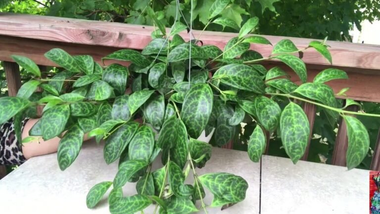 Descubre el secreto para cultivar plantas de labios perfectas y deslumbrar a todos con su belleza