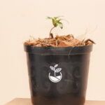 Planta manzanas en casa: guía completa de cultivo