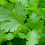 Planta perejil fácilmente: ¡crece tu propio huerto en casa!