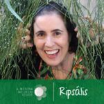 Mujer sonriente entre densas plantas colgantes Rhipsalis, Guía completa para plantar Rhipsalis con éxito en casa.