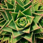 Planta sábila fácilmente con una sola hoja: guía paso a paso