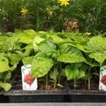 Planta tu huerto en mayo: descubre qué verduras puedes sembrar