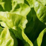 ¡Planta tu huerto urbano en abril y disfruta de tus propias cosechas!