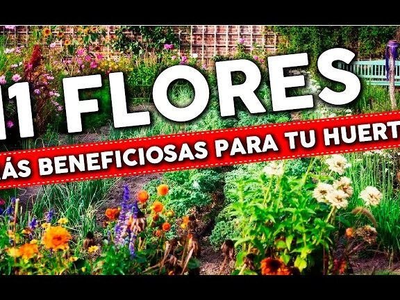 planta tu jardin en julio descubre que plantas puedes sembrar