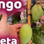 Planta tu mango en casa: guía para sembrar semillas en maceta