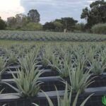 Planta tu propia aloe vera: guía para cultivar desde un trozo