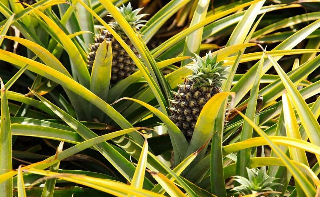 Planta tu propia piña en casa con este fácil paso a paso