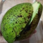 Planta tu propio aguacate: guía para cultivar un árbol en casa