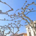 Planta tu propio naranjo fácilmente con una sola rama