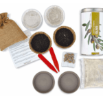 Planta tu propio olivo: cultiva desde una aceituna