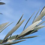 Planta tu propio olivo en casa con una simple rama