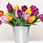 Planta tulipanes en agua: Guía fácil para cultivar bulbos en casa