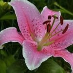 Planta tus liliums con éxito: aprende cuándo es el momento ideal