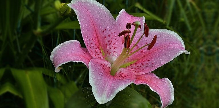 planta tus liliums con exito aprende cuando es el momento ideal