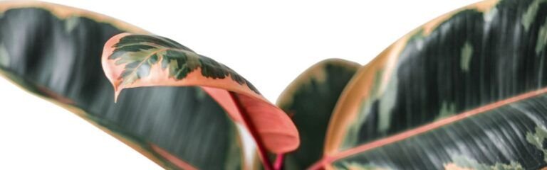 planta un ficus con una simple rama aprende como