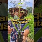 Descubre las plantas compañeras que transformarán tu lechuga en un jardín deslumbrante
