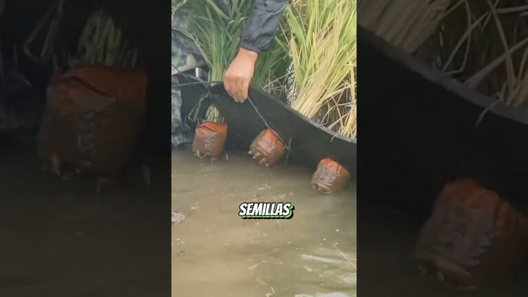 Descubre las 13 plantas que arruinarán tus tomates este temporada ¡No cometas este error!