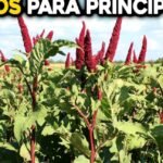 plantacion principiantes