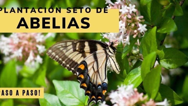¡Descubre los secretos para plantar abelias y crear un jardín deslumbrante!  ✨