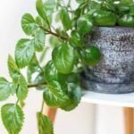 Plantar acebo: consejos prácticos para su cultivo en casa