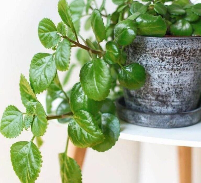 plantar acebo consejos practicos para su cultivo en casa