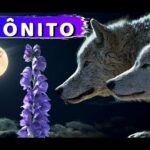 Flores moradas de acónito frente a la luna y dos lobos en la noche; ¡Descubre cómo plantar acónitos con éxito en tu jardín!