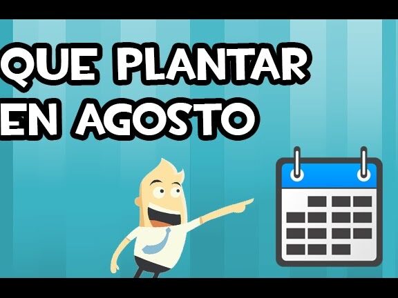 ¡Descubre qué se puede plantar en agosto para tener un jardín exuberante!