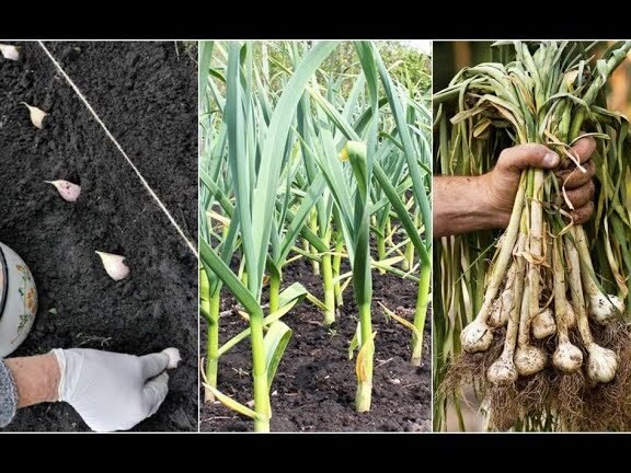Descubre cómo plantar ajos y cosecharlos con éxito