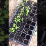 Plantar aligustres: guía paso a paso para jardines perfectos con bandeja de plántulas de aligustre en semillero listas para trasplantar.
