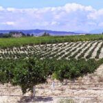 Plantar almendros: ¿Cuántos caben en una hectárea?