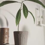 Plantar apio en maceta: una guía práctica y sencilla